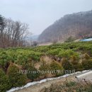 반송 Daum카페