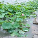 대가연꽃테마공원 이미지