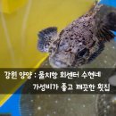 양지-3556 | 강원 양양 : 수현네 물치항 회센터 가성비 좋은 곳 깨끗한 양양 횟집