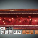 [의학, 만성염증] 만병의 씨앗, 만성 염증을 잡아라! ~ 이미지