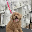 초량애견 이미지