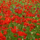 월호농장 이미지