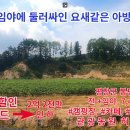 소나무카페(소나무관광농원) 티스토리