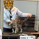 빙글뱅글캐터리 이미지