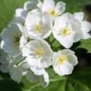 꽃 우리 이미지