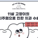 정직한 동물병원 | 광주 고양이 치과: 11살 노령묘 침 흘림과 구취, 발치 수술 후기 (금호동물병원)