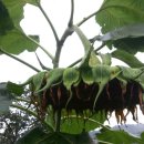 햇님농장 이미지