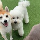 멍크라운 이미지