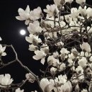 달빛에 물들이고 이미지