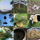 솔순의 주요성분과 발효 시 기대효과는? 이미지