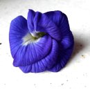 버터플라이피(butterfly pea) 이미지