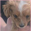 부산강아지분양 드림독 안심분양센터 부산점 이미지