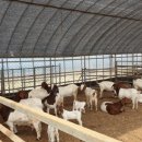 미래축산 이미지