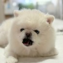 경상독 | 강아지 건강간식 원물 100% 반려견수제간식 추천 경상독