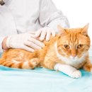 청라종합동물병원 이미지