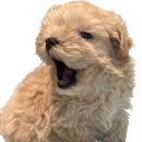 키즈멍 안양본점 이미지