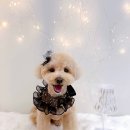 코코멍냥 이미지