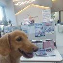 차동물병원 | 강아지 피부병 아토피에 맞는 주사 동물병원의 사이토포인트 3주차 후기