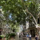 서현호스텔 | 스페인 마요르카 3박 4일 소예르 &amp; 발데모사 당일치기 여행 🪵🌱🌳 - 3일차