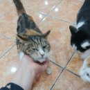 호크종합동물병원 이미지