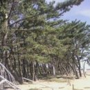 몽산포 송림 이미지