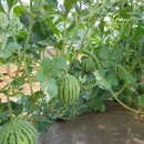 성일농장2 이미지