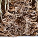 강원농장 이미지