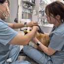 송정동물메디컬센터 | 울산 송정동물병원 강아지 건강상식 | 과일 잘못 먹이면 위험할 수도?