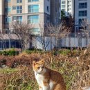 고양이를 찾습니다. 경기도 안산시 단원구 신길동에서 실종! 이미지