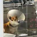 24시 위너스동물의료센터 | 부산 화명동 24시동물병원 ,동행동물의료센터: 강아지발가락골절수술 입원후기 (시바견)