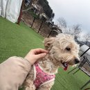 자라스파펜션 | 가평애견펜션 추천-딩동댕 애견 스파 풀빌라 후기(내돈내산)