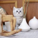 미니펫 강아지분양 고양이분양 강남점 이미지