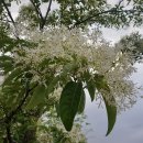 청계천(淸溪川) 이팝나무(Chinese Fringe Tree, 六道木)와 외로운 새 한마리 2020년 5월 11일 이미지