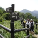 지리산흑도야지 이미지