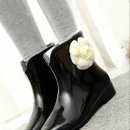 까멜리아 플라워 이미지