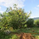 방아농장 이미지