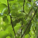 개복숭아 효소 판매 합니다 와인병 750미리 1병30.000원 2병이상 구입시 택배 무료 입니다 30병 있어요 1년정도숙성한 효소입니다 이미지