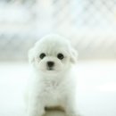 몽프리제 이미지