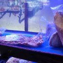 하누뜰(황금점) 이미지