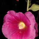 여의도중학교 이미지