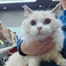 그루밍캐터리 이미지