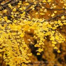 바다가 그리운 나무 이미지