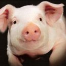 암돼지한마리 이미지