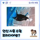 세븐일레븐 시흥정왕중앙로점 | 안산 시흥 수원 프리다이빙 직접체험! 프린이의 도전기 1탄 후기