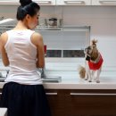 도그앤미 이미지