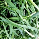 취청오이, 백다다기오이 // 합포장--취나물,초벌부추,불미나리,표고버섯 // 시금치, 컬리플라워 이미지