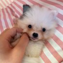 행복한 멍이세상 이미지