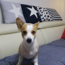 핑코애견 이미지