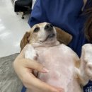 스시쇼오무 이미지