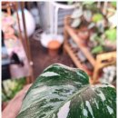 라임당구장 이미지